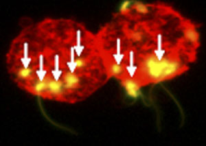Las espermatozoas (flechas) transmiten el VIH cuando se unen a las c&eacute;lulas dendr&iacute;ticas (rojo)