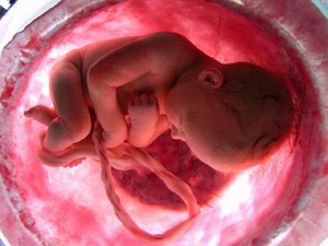 Imagen del documental "En el vientre materno", emitido en el canal National Geographic por Digital Plus.