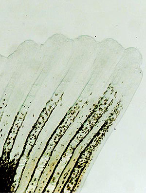 Detalle de la regeneraci&oacute;n de tejidos. (Foto: Salk Institute)