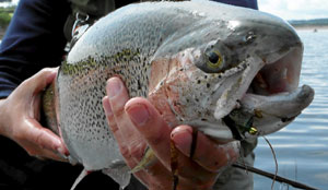 Una trucha recién pescada. (Foto: El Mundo) Una trucha recién pescada. (Foto: El Mundo)