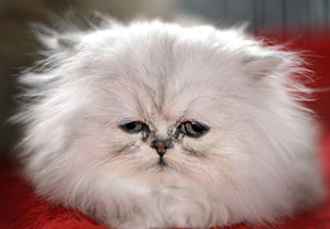 Imagen de un gato persa de 12 a&ntilde;os. (Foto: Sascha Schuermann | AFP)