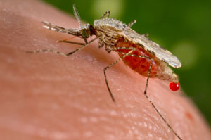 El mosquito 'Anopheles stephensi'. (Foto: Jim Gathany)