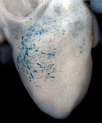 Imagen del corazón de un embrión de ratón. (Foto: Kristy Red-Horse)