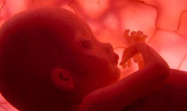 Imagen del documental del National Geografic Channel del interior del útero de la mujer.