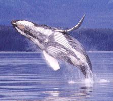 El Ed&eacute;n de las ballenas