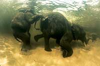 Buceo necesario: Dos elefantes, a su llegada al delta del Okavango, en Botsuana. El gran paquidermo emigra para esquivar la desertización.