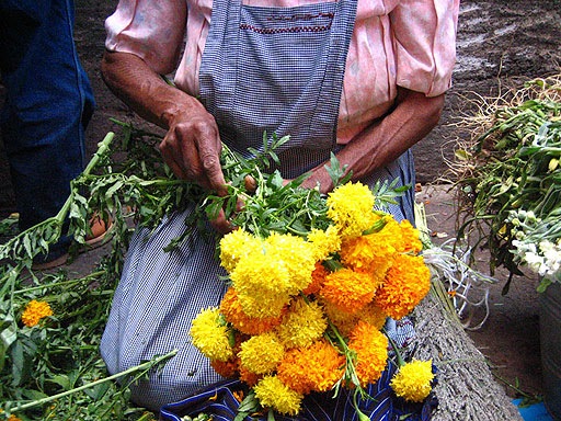 Flor utilizada en Día de Muertos