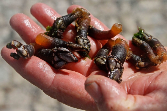 葡萄牙里斯本北部ericeira收获的新鲜藤壶.