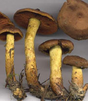 Cortinarius cinnamomeus (Foto: JJ. Wuilbaut)